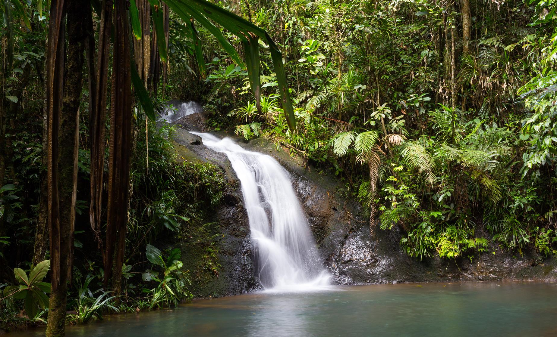 Jungle and Waterfall Trek